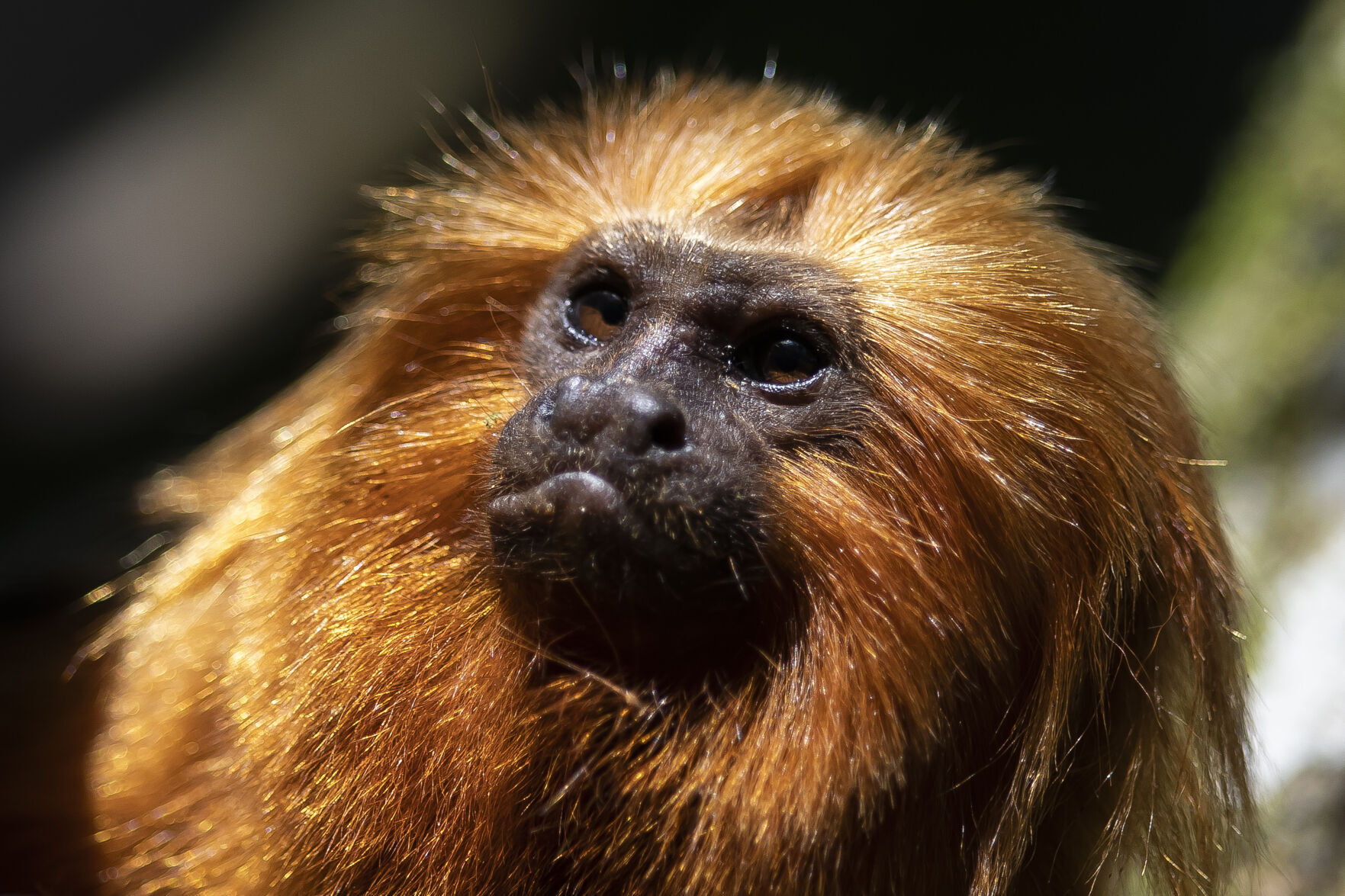 APTOPIX Brazil Golden Monkey Vaccination
